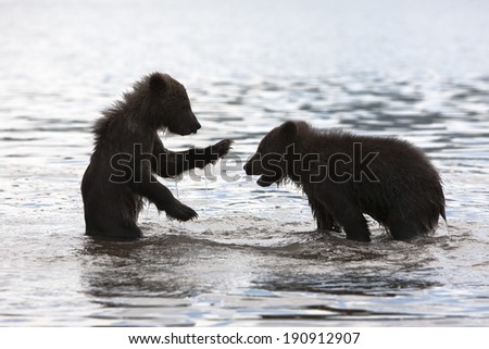 the brown bear cubs play in the water