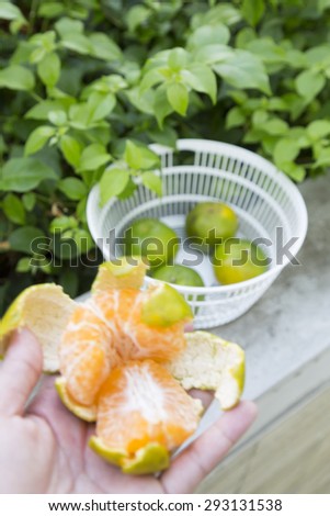 Blurred and Peeled Green Tangerines on Hands in garden