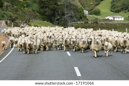 Sheep on a road in New Zealand