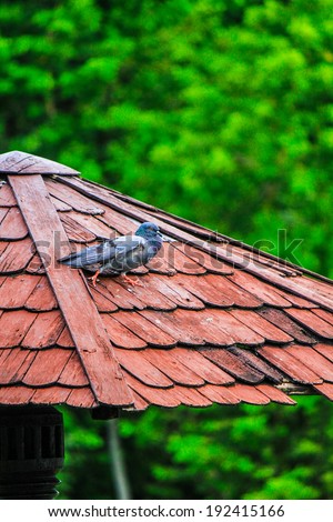 Pigeon is walking on the red roof.
