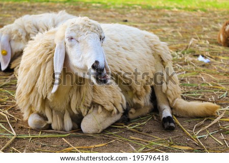 Lazy sheep is chewing grass that people feed them.