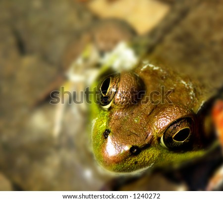 Green Frog, Rana clamitans, a small frog inhabiting the east coast of the US and Canada