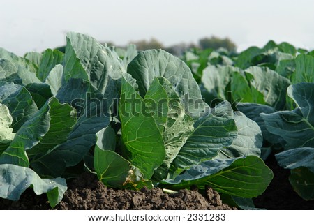 young green leafy vegetables in a California farm