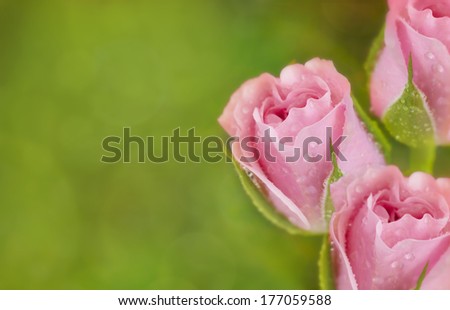Pink roses border on green bokeh background with free space for text