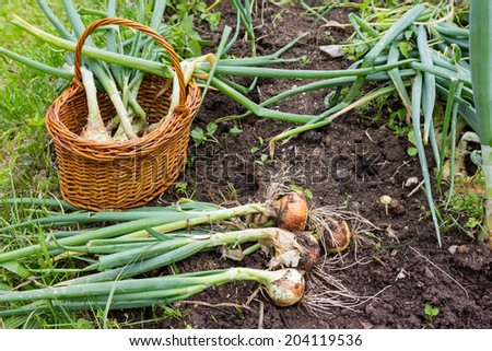Freshly plucked onion in wooden basket\
Naturally lit shot which was taken while harvesting our produce