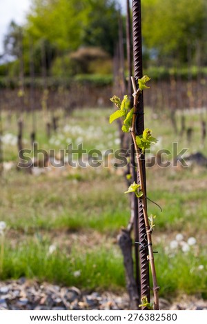 Stock Photo - sprouting leaves of young wine plant