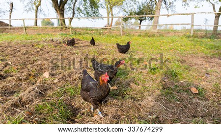 Flock of chickens feeding in their enclosure. Free range chickens stock photo