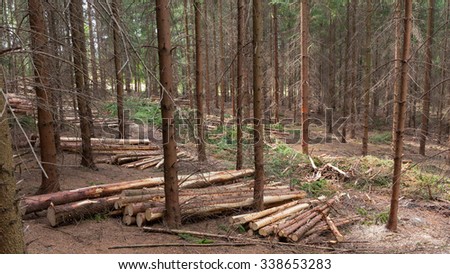Path in young spruce forest created by heavy logging machinery