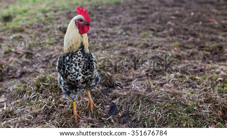 Image of a rooster in outside enclosure. Colorful stock photograph with space for your text