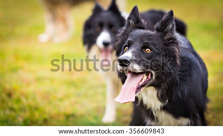 Male Border Collie dog looking up to his owner. Image with a copy space