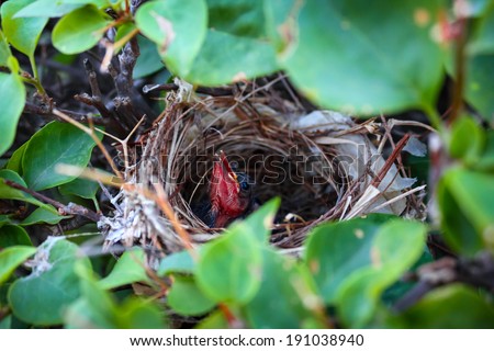 The bird that just has born in the bush of the tree and its mother is going out to find some foods for the baby bird.