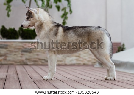 purebred dog resting on the terrace