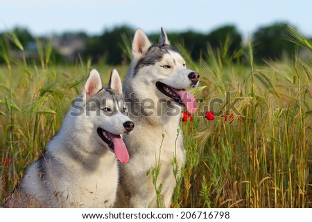 Breeding pair of purebred dogs for a walk. Siberian Husky.