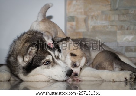 very little puppy Siberian husky playing with her mom