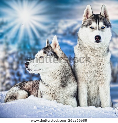 Siberian Husky in winter mountains