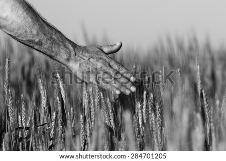 Hand of a farmer touching ripening wheat ears in early summer. Farmer hand in Wheat field. Agricultural cultivated wheat field. black and white photo