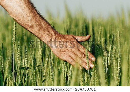Hand of a farmer touching ripening wheat ears in early summer. Farmer hand in Wheat field. Agricultural cultivated wheat field.