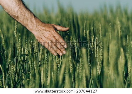 Hand of a farmer touching ripening wheat ears in early summer. Farmer hand in Wheat field. Agricultural cultivated wheat field.