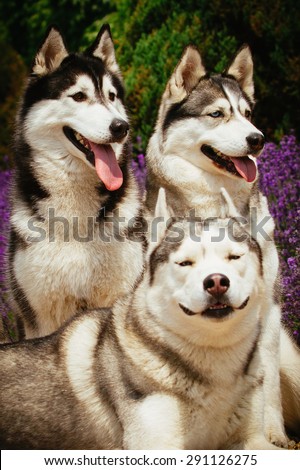 Three dogs close-up. Siberian Husky. The team of sled dogs.
