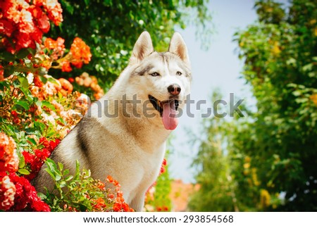 Portrait of a Siberian Husky. The dog sits near blooming roses. Nordic dogs in the summer.