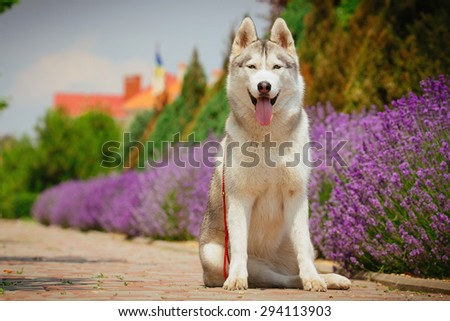 Grey dog sitting on the footpath. Flowering lavender in the background. Portrait of a Siberian Husky.