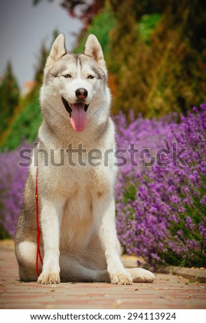 Grey dog sitting on the footpath. Flowering lavender in the background. Portrait of a Siberian Husky.