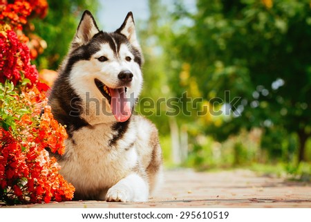 Black dog lying near a bush blooming roses. Portrait of a Siberian Husky.