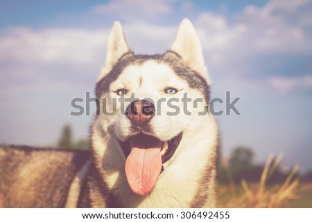 Portrait of a dog on the background of haystacks in rural areas. Siberian Husky with blue eyes. Instagram filters