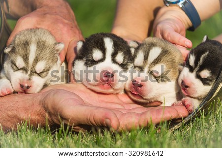 Four puppies Siberian Husky. Litter dogs in the hands of the breeder. Newborn puppies with eyes closed