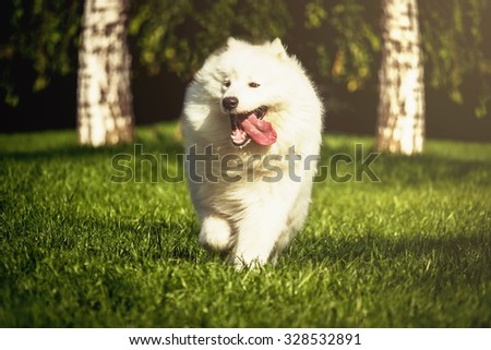 White, fluffy dog. The dog runs on a green grass. Samoyed.