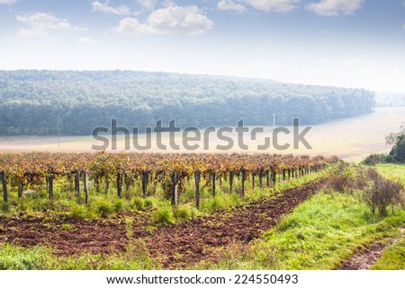 beautiful autumn vineyard landscape and blue sky with clouds