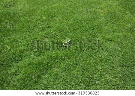 Grass texture. grass background