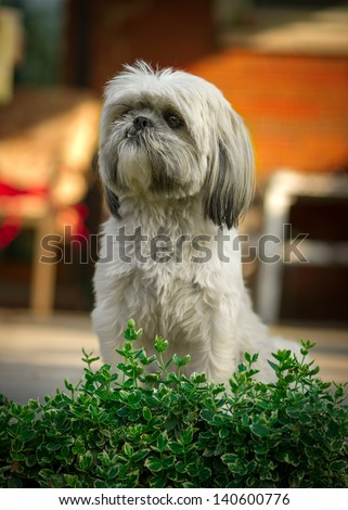 A small, white Shih-Tzu dog sits with focused attention behind the leaves of a green bush.