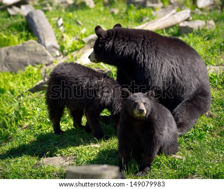 A sleuth, or group, of three American black bears (Ursus americanus), a mother bear and two of her cubs, sit in a rocky field.
