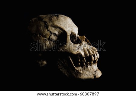 human skull side view. stock photo : Side view