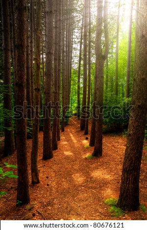A path, bordered by tall trees runs through a lush, green forest with bright sun-rays shining through trees.