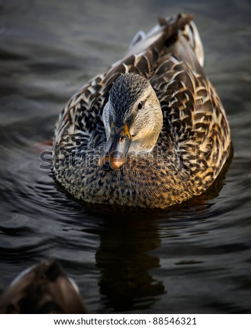 Close-up of a wild, female Mallard Duck ( Anas platyrhynchos ) floats on dark waters.