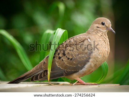 Close up of young mourning dove (Zenaida macroura) in full profile.