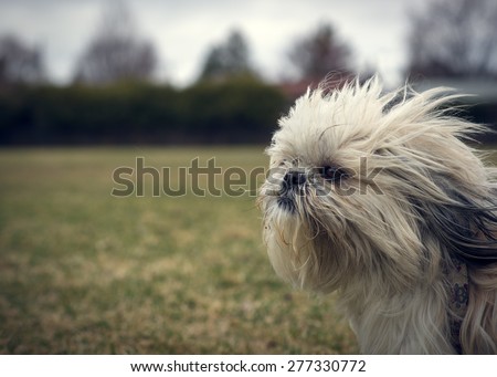 A cute, long-haired, ungroomed Shih Tzu dog facing into a strong wind closeup with lots of copy-space.