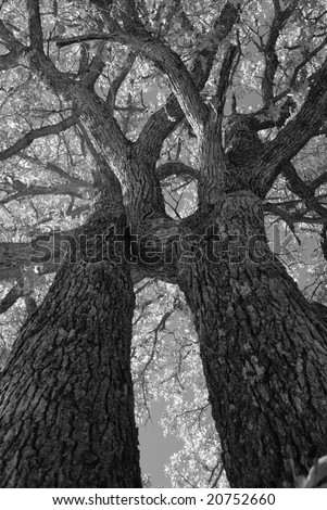 black and white oak tree pictures. stock photo : Black and white