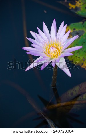 White lily in the blue water of the lake among the green leaves