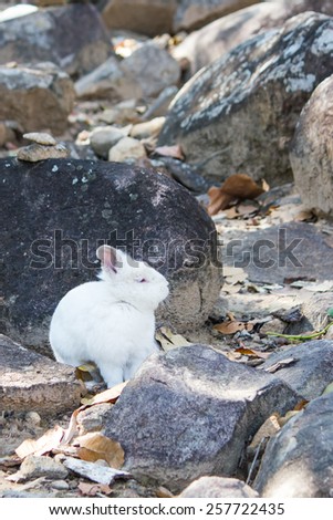 rabbit on the stone in  Thailand