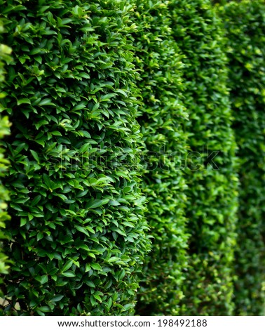 close up Side of green bush