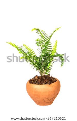 Sword Fern or Fishbone Fern in flower pot on the white background