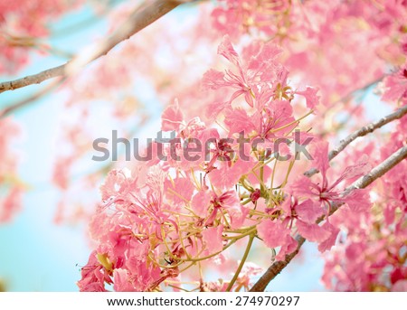 selective focus of Sweet color tone of The Flam-boyant flower , selective and soft focus