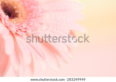 Close up and selective focus of the sweet pink  Gerbera flower with water droplet, romantic and fresh moment