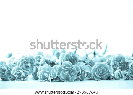 beautiful blooming carnation flowers on a white background with text space , cool blue color tone