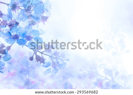 abstract soft sweet blue purple flower background from Plumeria frangipani