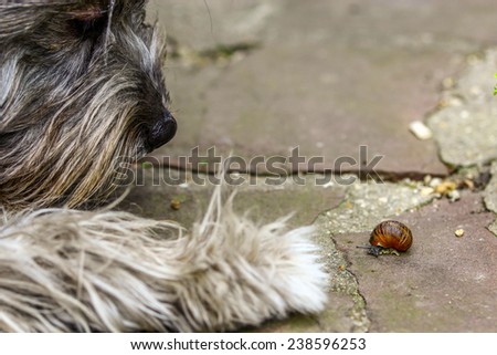A dog watching a snail carefully.