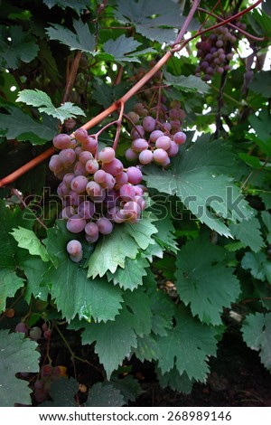 bunch of rose grapes